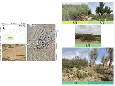 Distinct leaf functional traits of Tamarix chinensis at different habitats in the hinterland of the Taklimakan desert